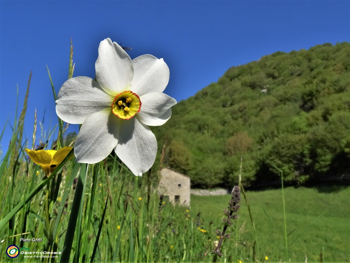 01 Il primo narciso solitario che vediamo salendo da Roncola in Linzone ci annuncia le distese che vedremo in alto.JPG